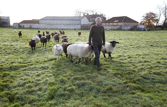 Design Insider Harrison Spinks Farm Sheep