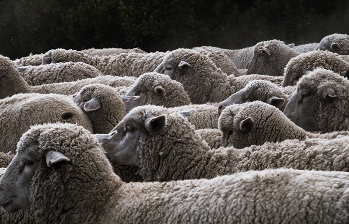 Design Insider Wool Film Sheep